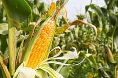 Mısır ithalatı için tarife kontenjanı açıldı