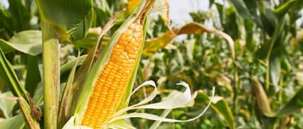 Mısır ithalatı için tarife kontenjanı açıldı