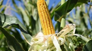 Mısır ithalatına tarife kontenjanı uygulanacak