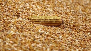 Mısır ithalatında ek tarife kontenjanı açıldı