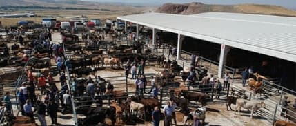 Muğla'da şap alarmı: 11 mahalle 30 günlük karantinaya alındı