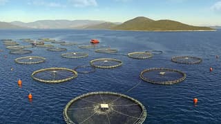 Muğla'dan 80'den fazla ülkeye balık ihracatı