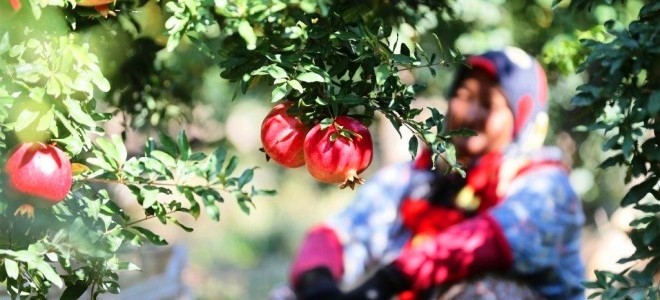 Narın fiyatı arttı, üretici mutlu