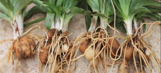 Nesli Tükenmekte Olan Salep Orkidesinin Yetişme Süresi 8 Aya İndi