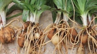 Nesli Tükenmekte Olan Salep Orkidesinin Yetişme Süresi 8 Aya İndi