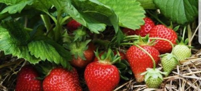 Ordu'da Çilek Üretiminde Rekor Artış