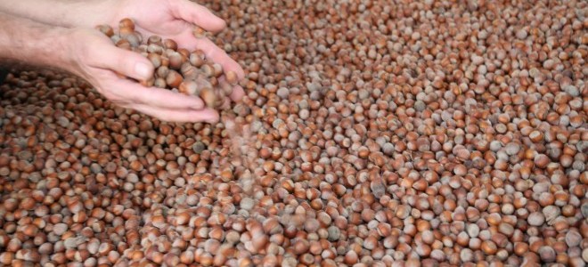 Ordu'da fındığın kilosu 125 liradan satılıyor