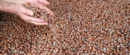 Ordu'da fındığın kilosu 125 liradan satılıyor