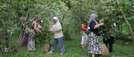 Ordu'da fındık işçilerine verilecek günlük ücretler açıklandı