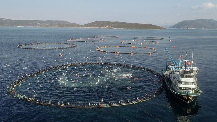 Ordu'da kafes balıkçılığı tesisleri üretim kapasitesini artırıyor