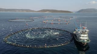 Ordu'da kafes balıkçılığı tesisleri üretim kapasitesini artırıyor