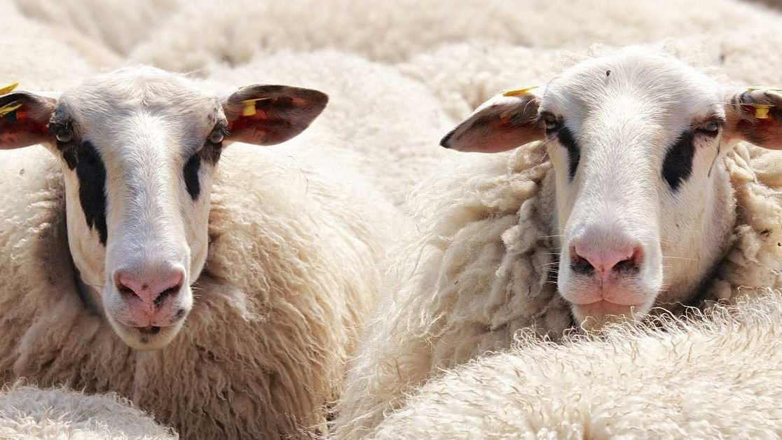 Ordu İl Müdürlüğü'nden 1600 küçükbaş hayvan ihalesi