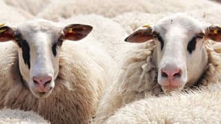 Ordu İl Müdürlüğü'nden 1600 küçükbaş hayvan ihalesi