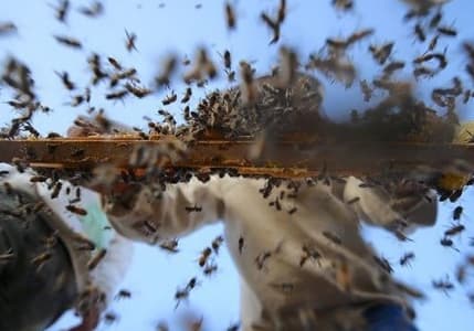 Organik arıcılığa kovan başına 50 lira destek