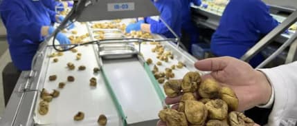 ORGÜDER: Türkiye'nin organik ürün ihracatı 1 milyar euroyu aştı