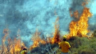 Orman yangınlarının bilançosu ağırlaşıyor