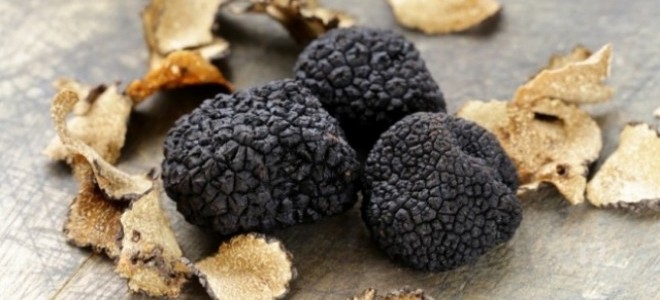 Ormandan Yıllık 600 Bin Euro Gelir Elde Edilecek