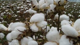 Pamuktaki Düşük Verim ve Fiyat Üreticiyi Tedirgin Etti