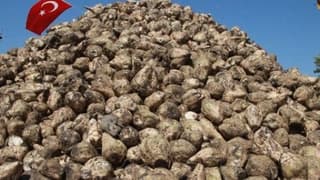 Pancar üreticisine 728 milyon TL'lik avans ödemesi bugün yapılacak