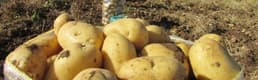 Patates seferberliği başladı: Kamu kurumlarından tüketimin artırılması istendi