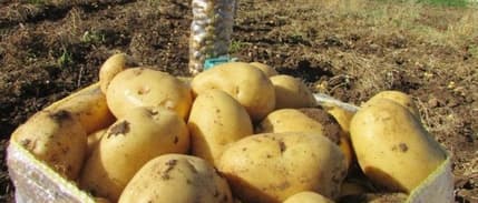 Patates seferberliği başladı: Kamu kurumlarından tüketimin artırılması istendi