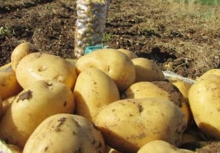 Patates seferberliği başladı: Kamu kurumlarından tüketimin artırılması istendi