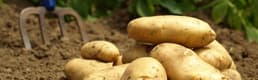 Patates Üreticisi Sıkıntılı