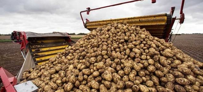 Patates Üreticisinin Artış Umudu!