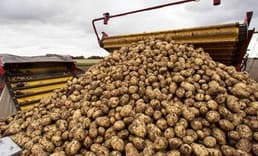 Patates Üreticisinin Artış Umudu!