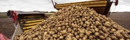 Patates Üreticisinin Artış Umudu!
