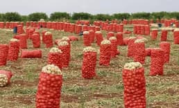 Patates ve soğanın ambalajlama standardında değişikliğe gidildi