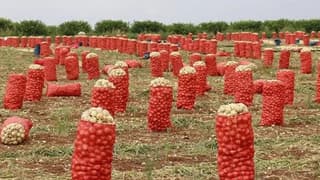 Patates ve soğanın ambalajlama standardında değişikliğe gidildi