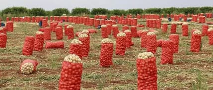 Patates ve soğanın ambalajlama standardında değişikliğe gidildi
