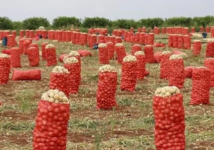 Patates ve soğanın ambalajlama standardında değişikliğe gidildi