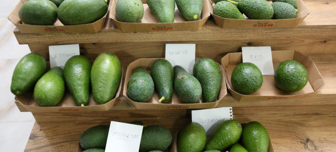 Pazarlarda narenciyenin yeni rakibi avokado oldu