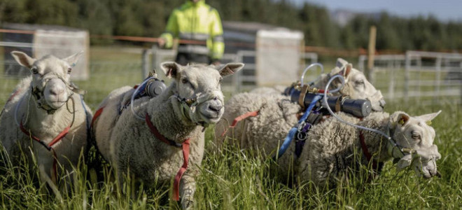 Gaz çıkarma oranları iklim politikalarının yine merkezinde