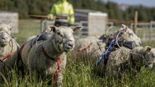 Gaz çıkarma oranları iklim politikalarının yine merkezinde