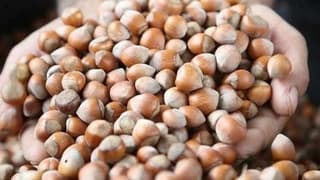 Rekabet Kurumu Başkanı Küle'den fındık alım sezonu öncesi uyarı