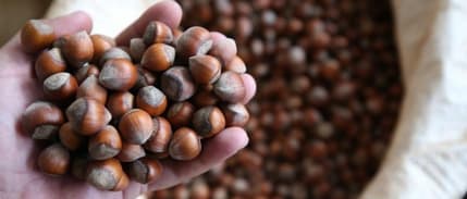 Rekabet Kurumu’ndan Ferrero'nun fındık alımını durdurmasına tepki