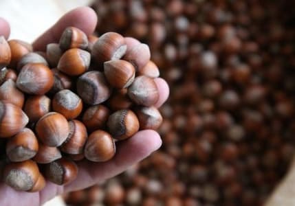 Rekabet Kurumu’ndan Ferrero'nun fındık alımını durdurmasına tepki