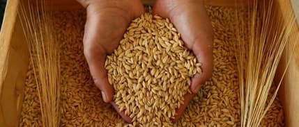 Resmi Gazete'de yayımlandı: Buğday, mısır ve arpada gümrük vergileri %130 olarak belirlendi