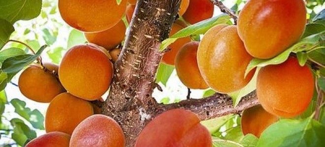 Reyhanlı’da Erkenci Kayısı Hasadı Başladı