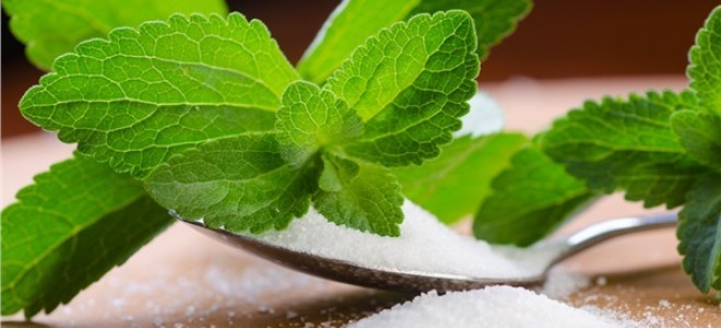 'Rize şekeri' İçin Fabrika Kuruluyor