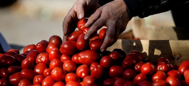 Rus Ambargosunun Olumsuz Etkisi Domatesin Üzerinde