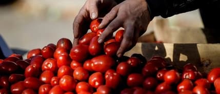 Rus Ambargosunun Olumsuz Etkisi Domatesin Üzerinde