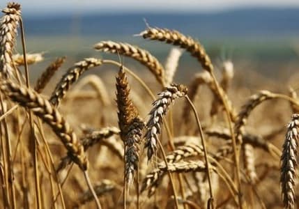 Rusya’dan belirli lisanslar altında tahıl ürünleri ihracatı sürecek