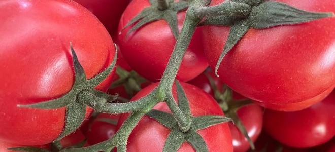 Rusya’dan Türkiye’ye yönelik domates kararı: İthalat kotası artırıldı