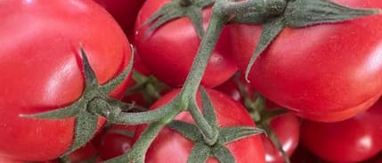 Rusya’dan Türkiye’ye yönelik domates kararı: İthalat kotası artırıldı