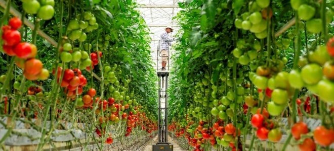 Rusya'nın Domates Kararı Antalya'da Olumlu Karşılandı