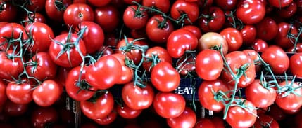 Rusya, Türkiye'den domates almak için kotasını artırmaya hazırlanıyor